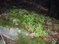 Ivy and moss on a rock_th.jpg 9.6K